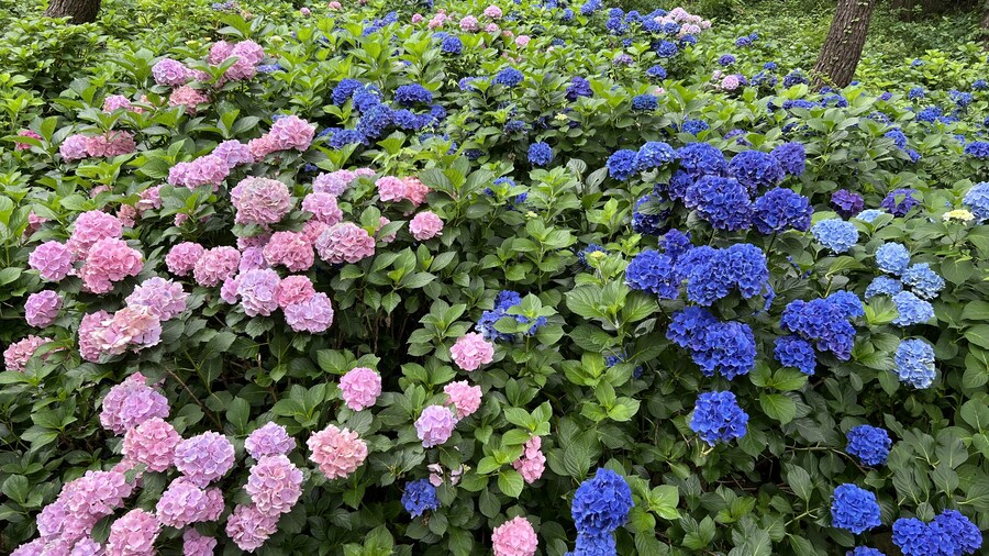 부산 사는 남자의 2025년 06월 먹부림. (※스압, 데이터)_245.jpg