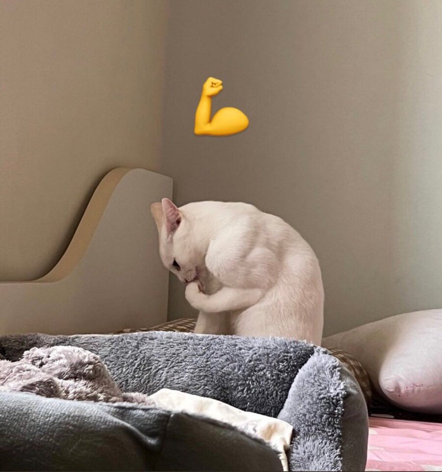 하얀 고양이 근육 앞발💪🐈_1.jpg