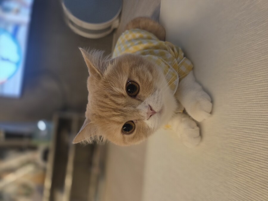 울집냥이 보고가라_4.jpg