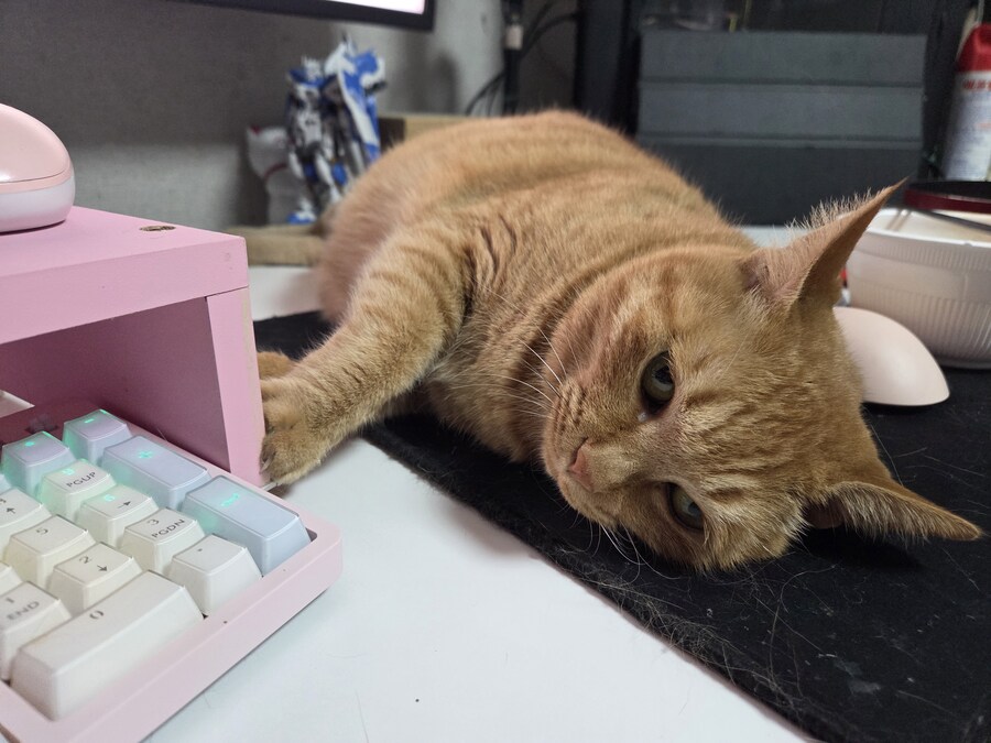 고양이 키우면 안좋은점_1.jpg