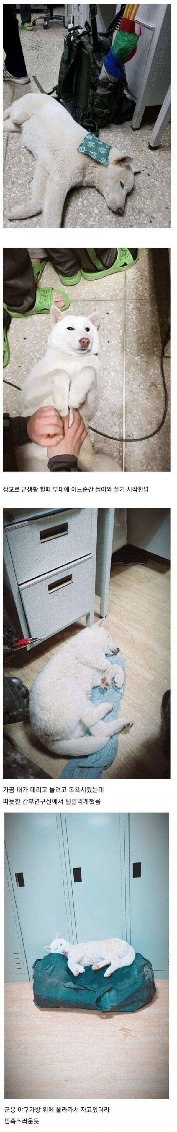 부대에 등장한 댕댕이_1.jpg