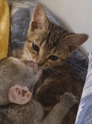 "고양이 공주님... 말씀드릴게 있습니다"_4.png