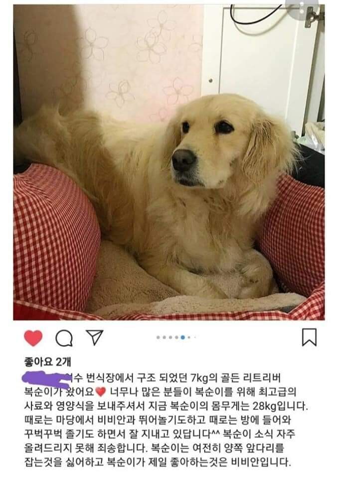 여수 개 번식장에서 구출된 리트리버_2.jpg