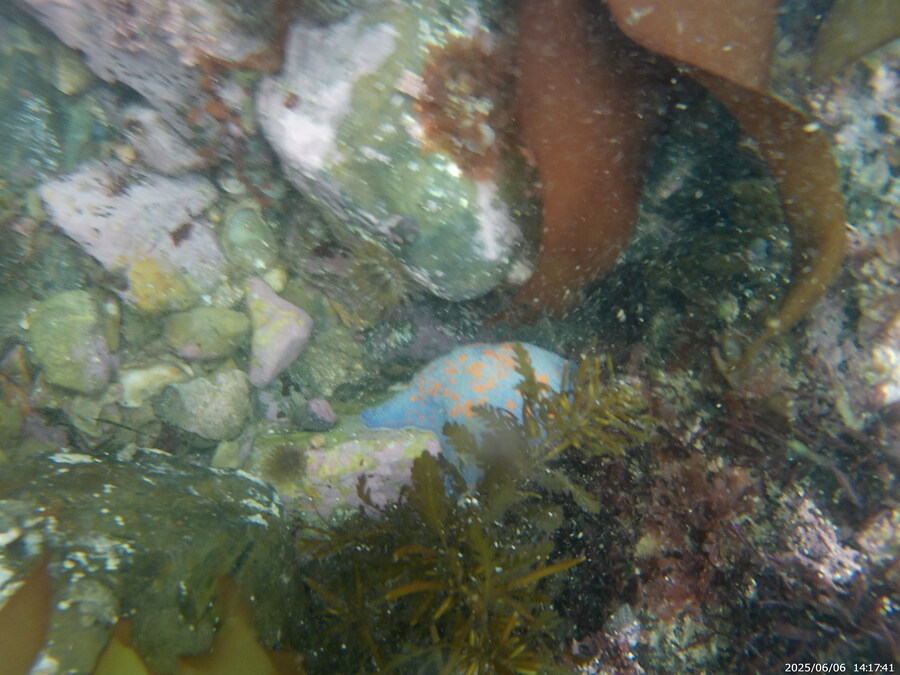 스압주의) 부산바다 스노클링_5.jpg