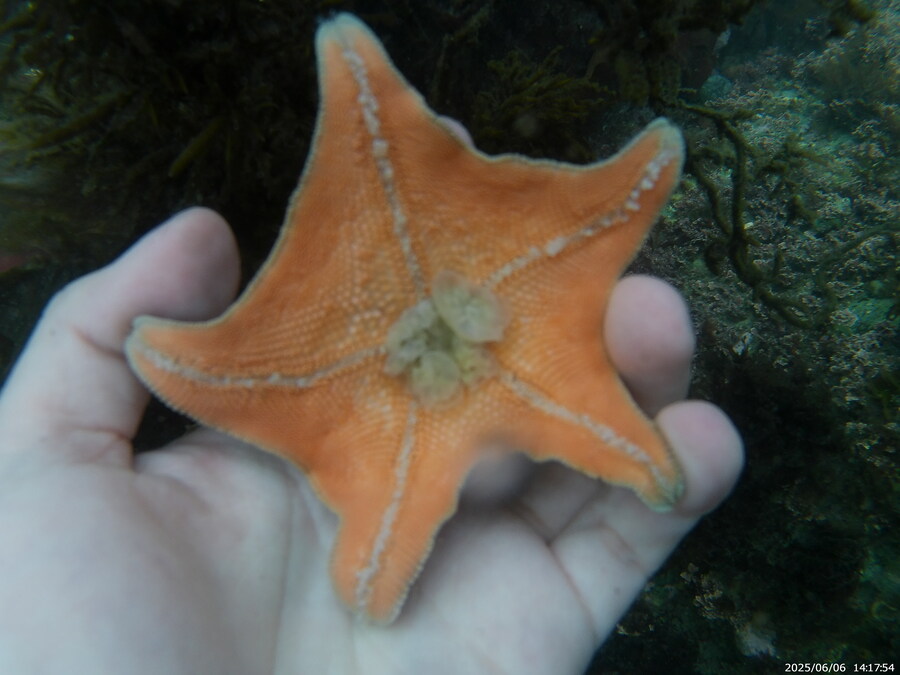 스압주의) 부산바다 스노클링_7.jpg