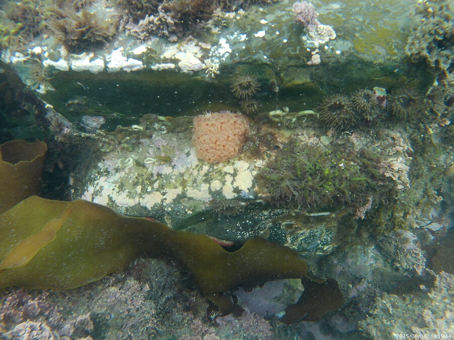 스압주의) 부산바다 스노클링_9.jpg