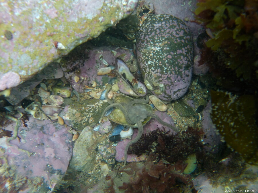 스압주의) 부산바다 스노클링_13.jpg