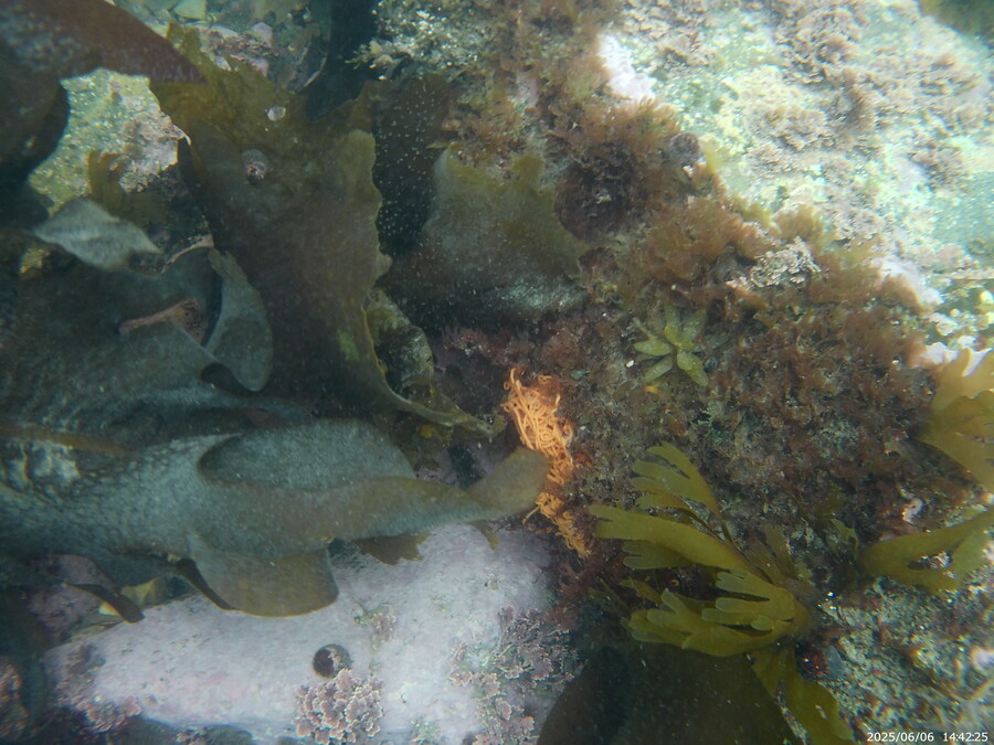 스압주의) 부산바다 스노클링_15.jpg