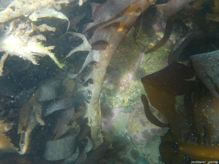 스압주의) 부산바다 스노클링_27.jpg