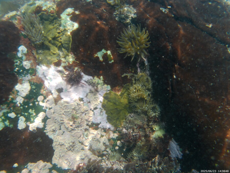 스압주의) 부산바다 스노클링_28.jpg