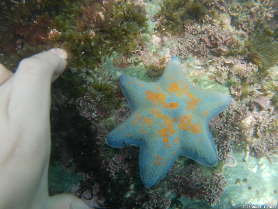 스압주의) 부산바다 스노클링_29.jpg