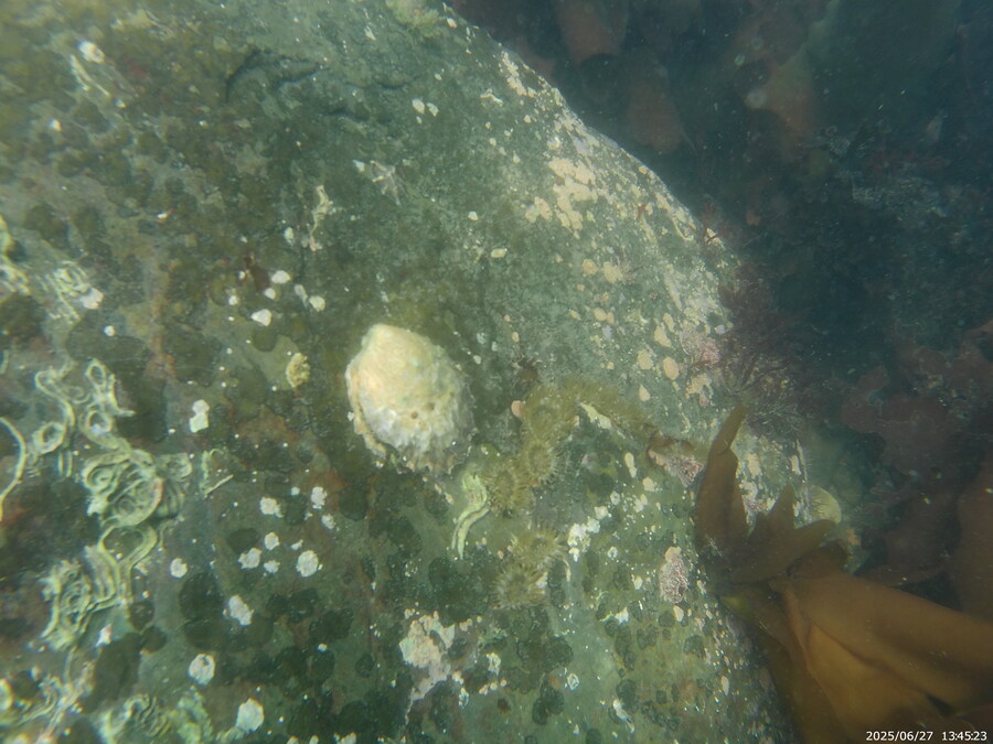 스압주의) 부산바다 스노클링_35.jpg