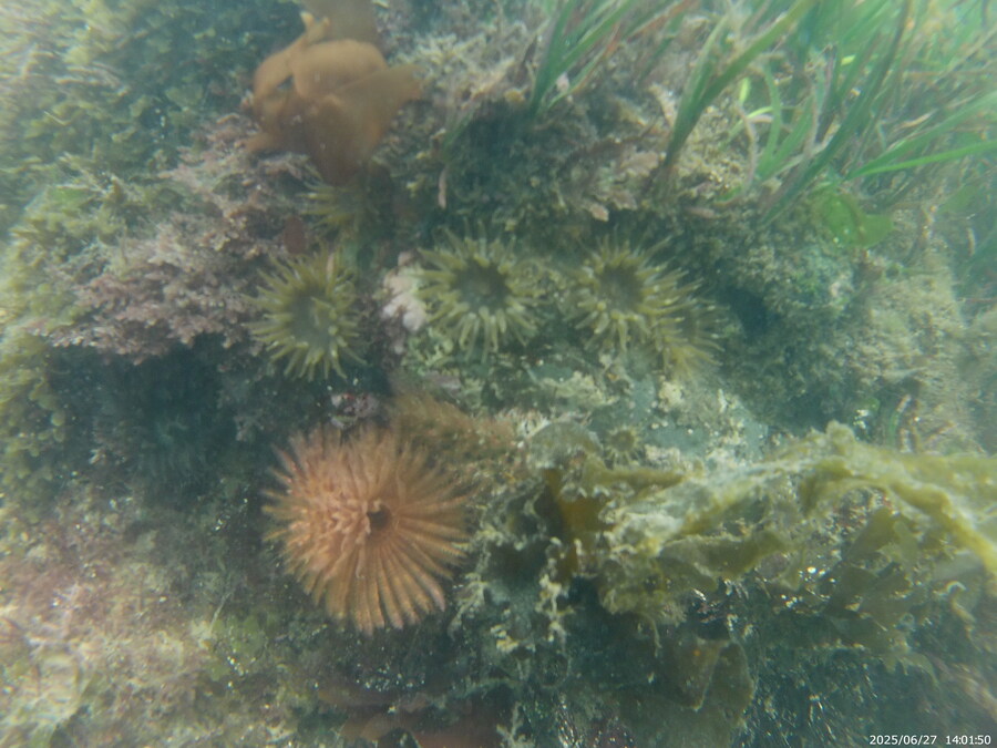 스압주의) 부산바다 스노클링_39.jpg