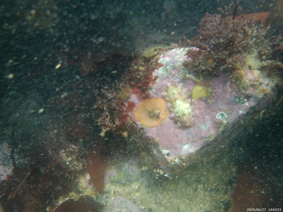 스압주의) 부산바다 스노클링_41.jpg