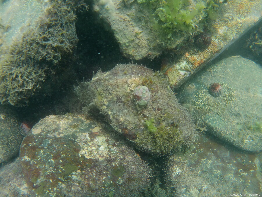 스압주의) 부산바다 스노클링_55.jpg