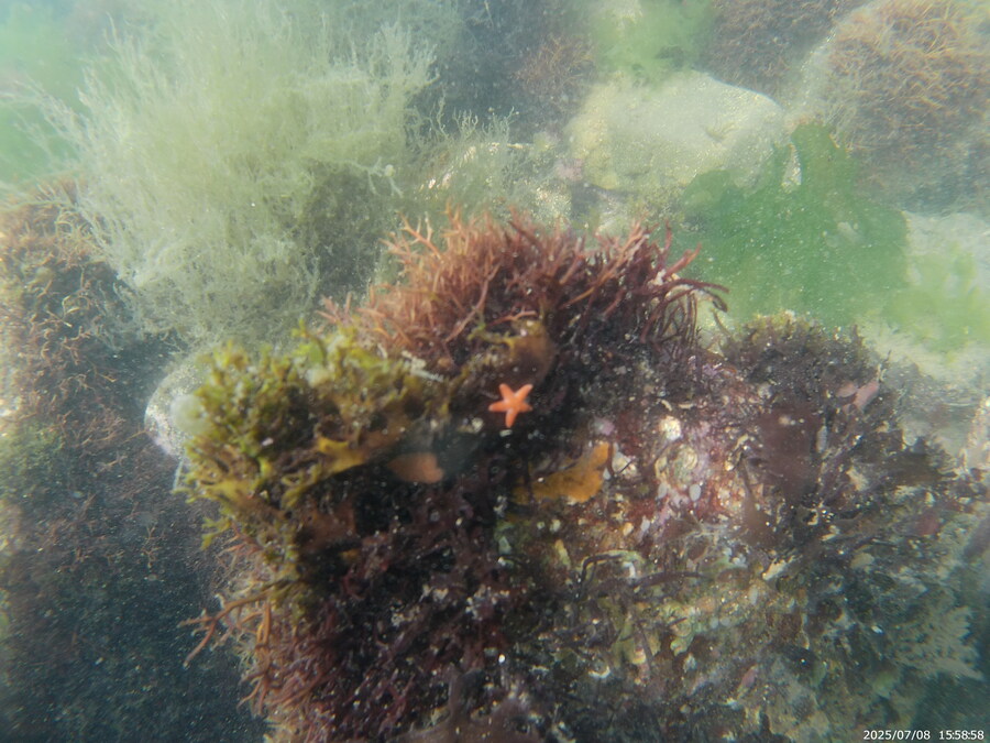 스압주의) 부산바다 스노클링_57.jpg