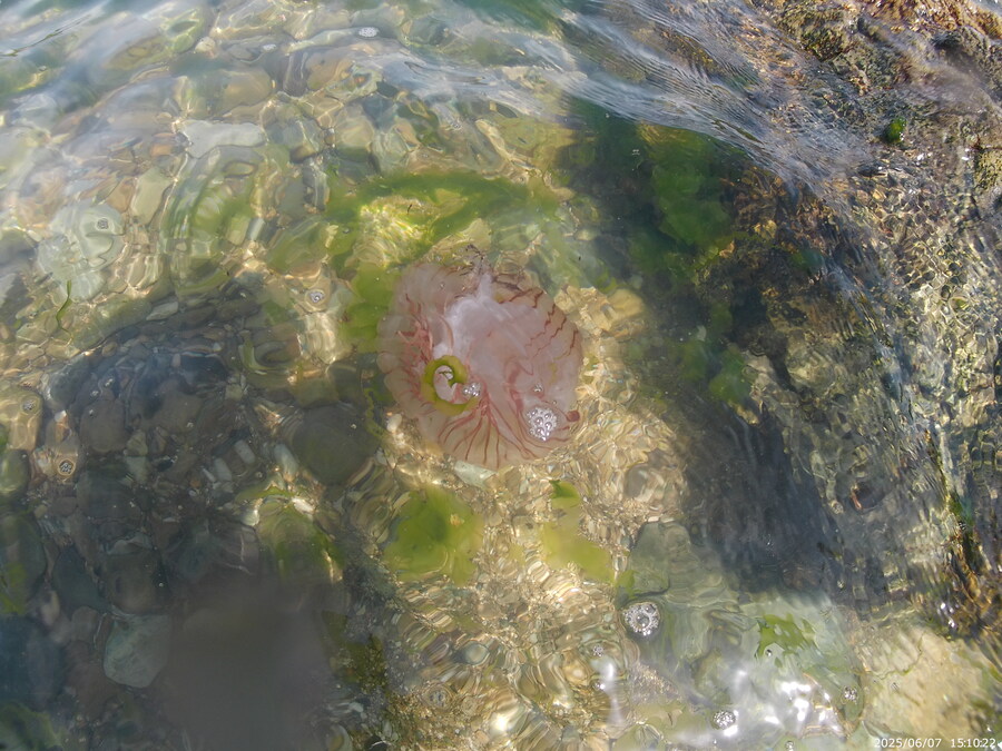 스압주의) 부산바다 스노클링_58.jpg