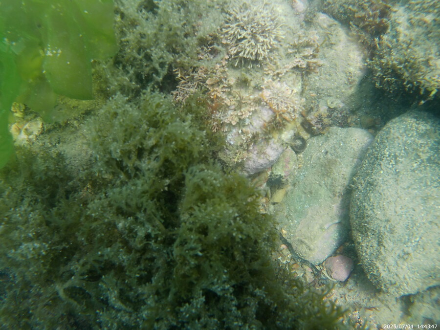 스압주의) 부산바다 스노클링_44.jpg