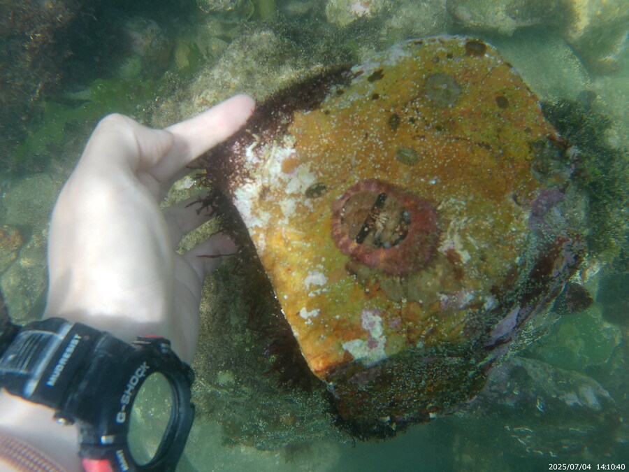 스압주의) 부산바다 스노클링_45.jpg