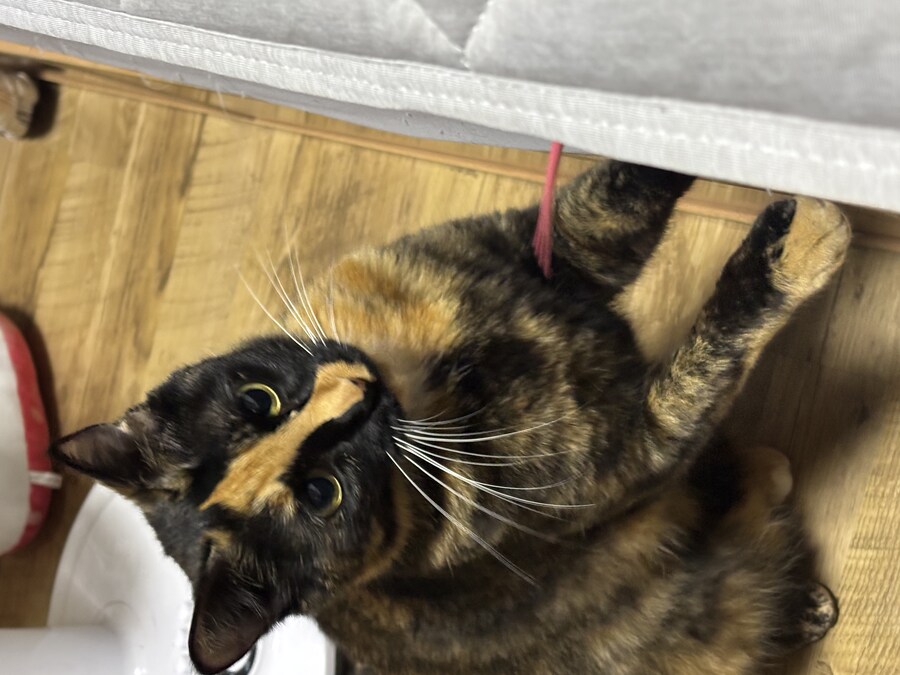 고양이 귀여워_3.jpg