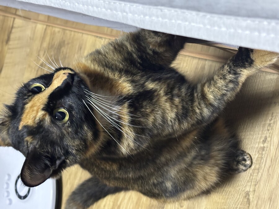 고양이 귀여워_5.jpg