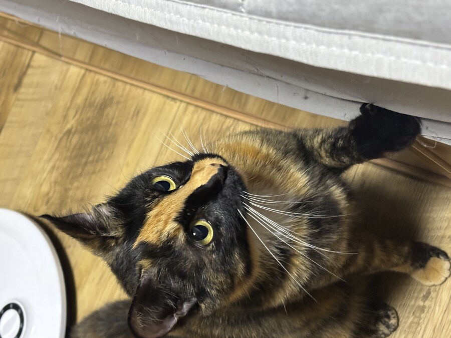 고양이 귀여워_9.jpg