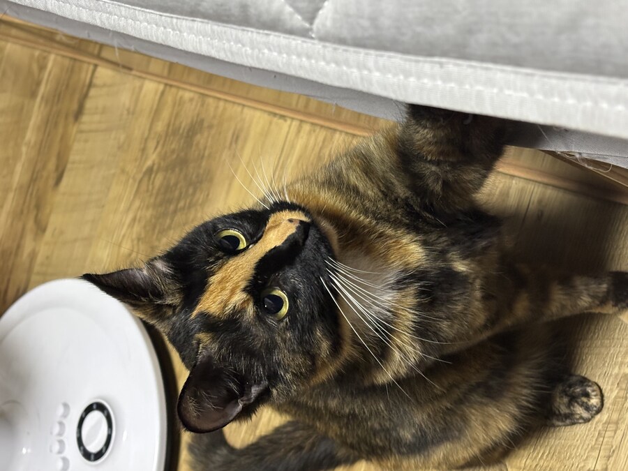 고양이 귀여워_7.jpg