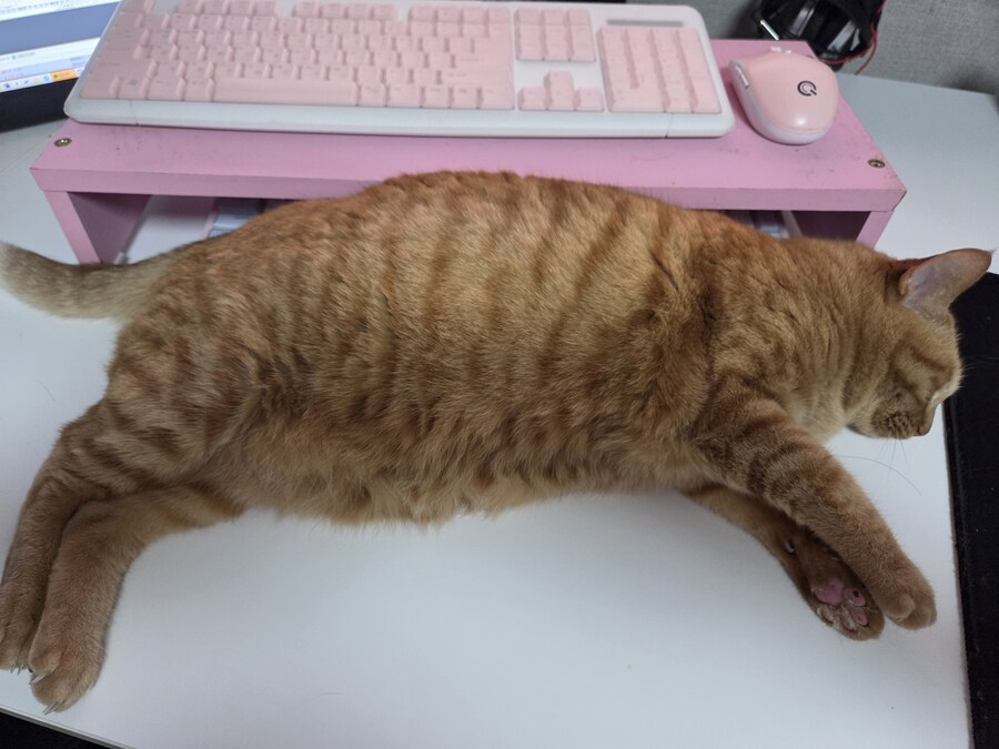 나 진짜로 고양이 잡아먹는다?_1.jpg