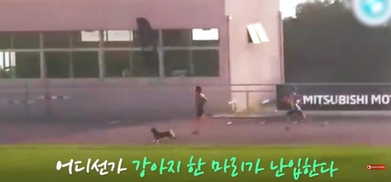 경기장 난입한 강아지_5.jpg