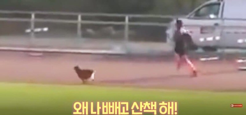경기장 난입한 강아지_6.jpg