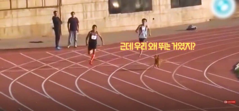 경기장 난입한 강아지_19.jpg