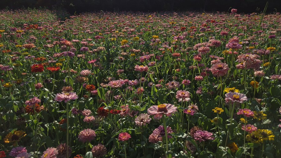 올림픽 공원 출사 (스압)_4.jpg