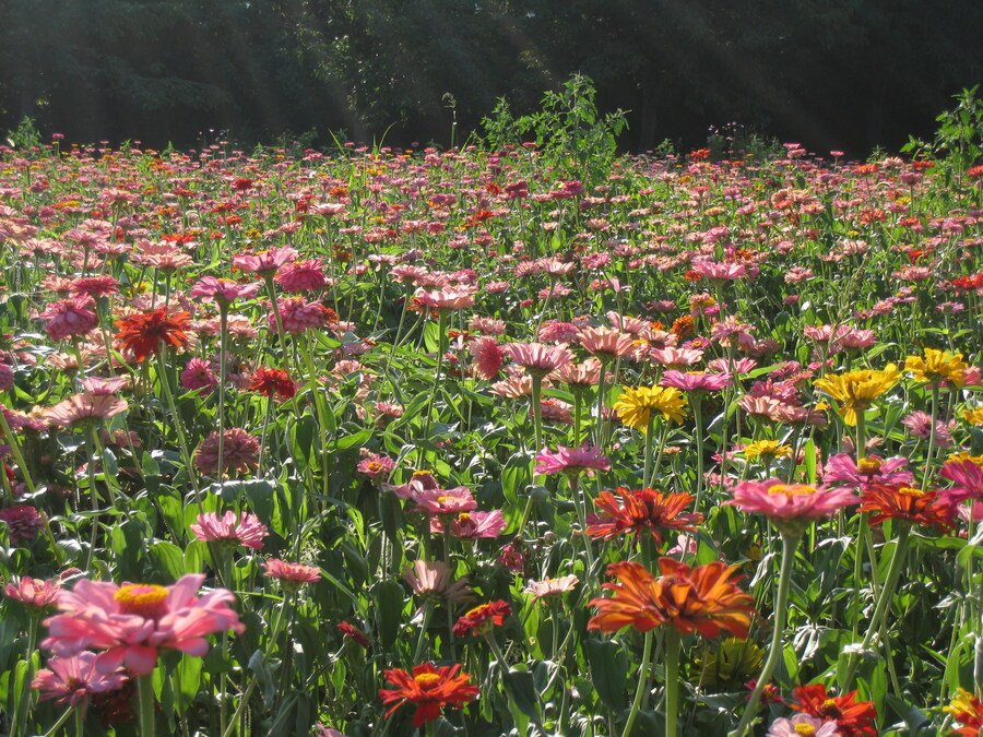 올림픽 공원 출사 (스압)_15.jpg
