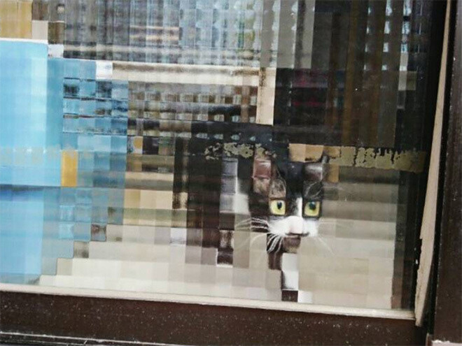 네모 네모 고먐미_6.jpg