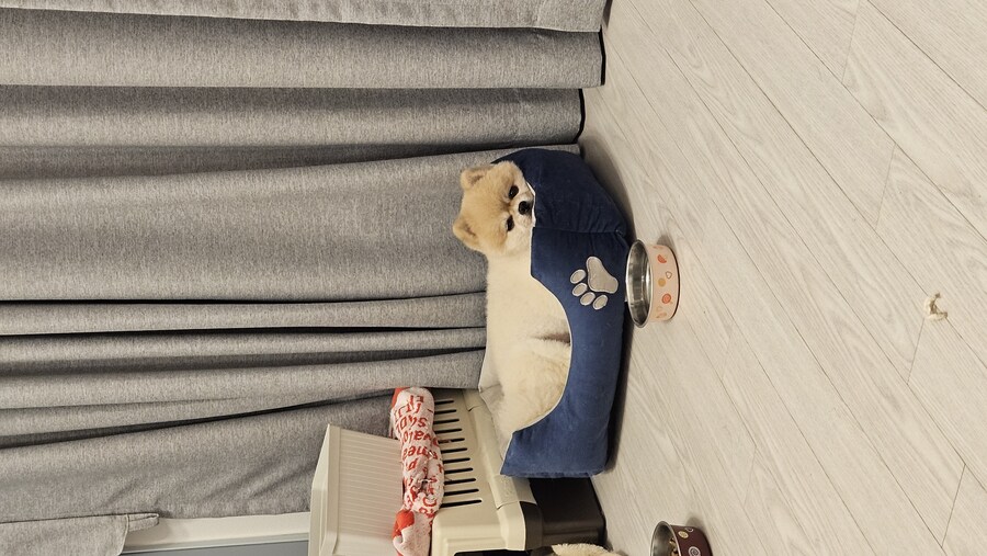 강아지나 보고 가라_2.jpg