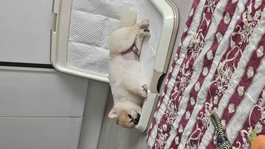 강아지나 보고 가라_3.jpg