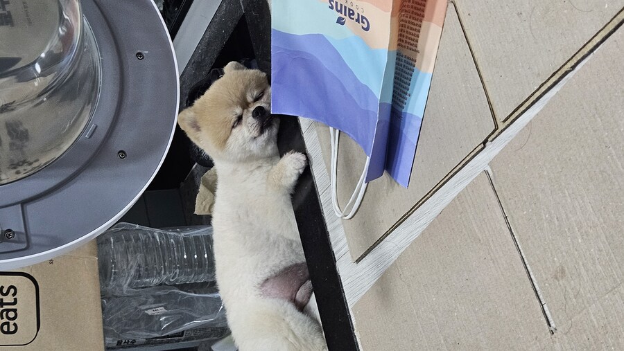 강아지나 보고 가라_6.jpg