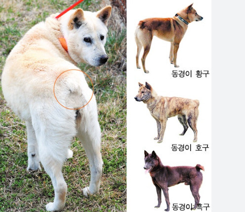 국내에서 인지도가 높지 못한 근본 토종견_3.jpg