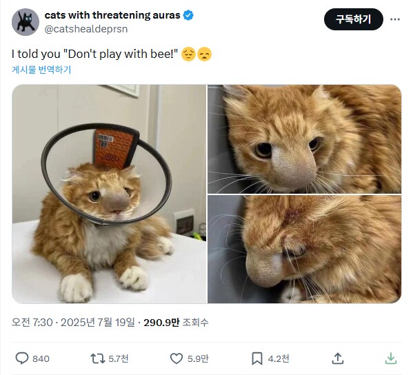 코가 굉장한 고양이_3.png