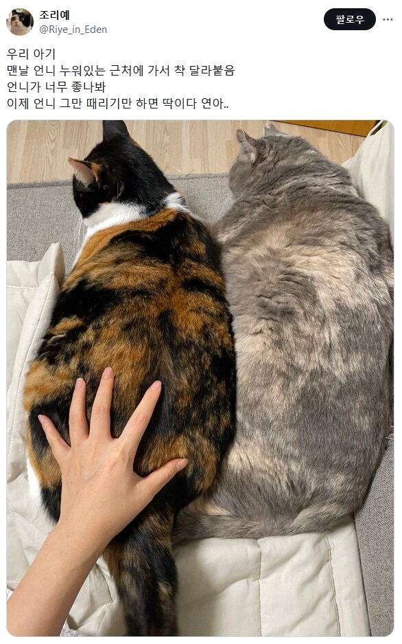 고양이 사진보고 놀란 사람.jpg_1.png