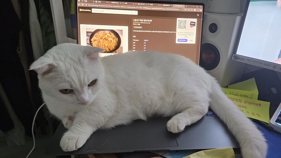 어머니가 컴쓰는거 방해중인 고양이_1.jpg