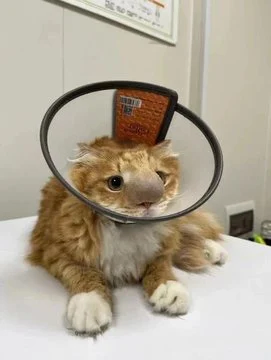 이 고양이 코가 대단하다_1.webp