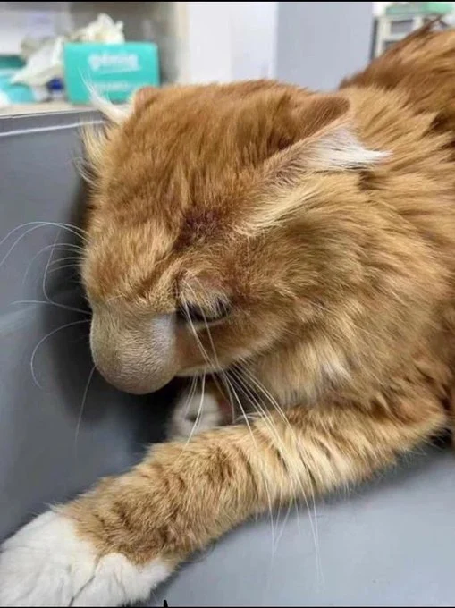이 고양이 코가 대단하다_2.webp