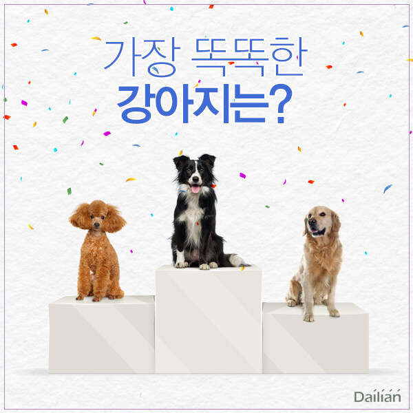 개를 키우면서 확실히 생각하게 되는 건_1.jpg