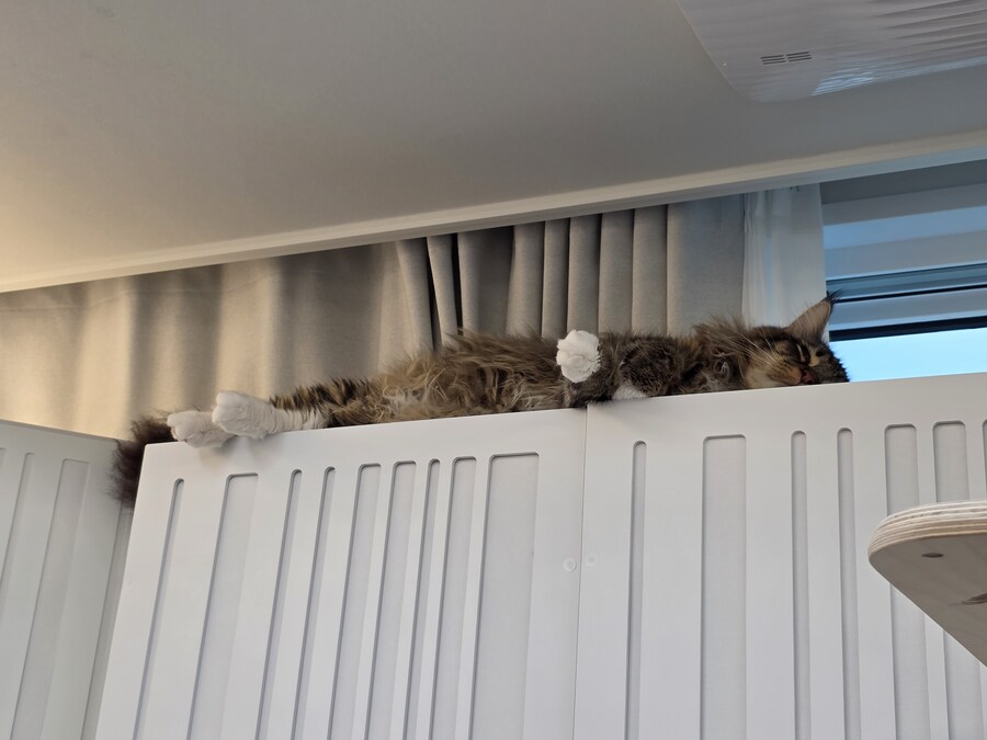 고양이 키우면 위험한 이유_3.jpg