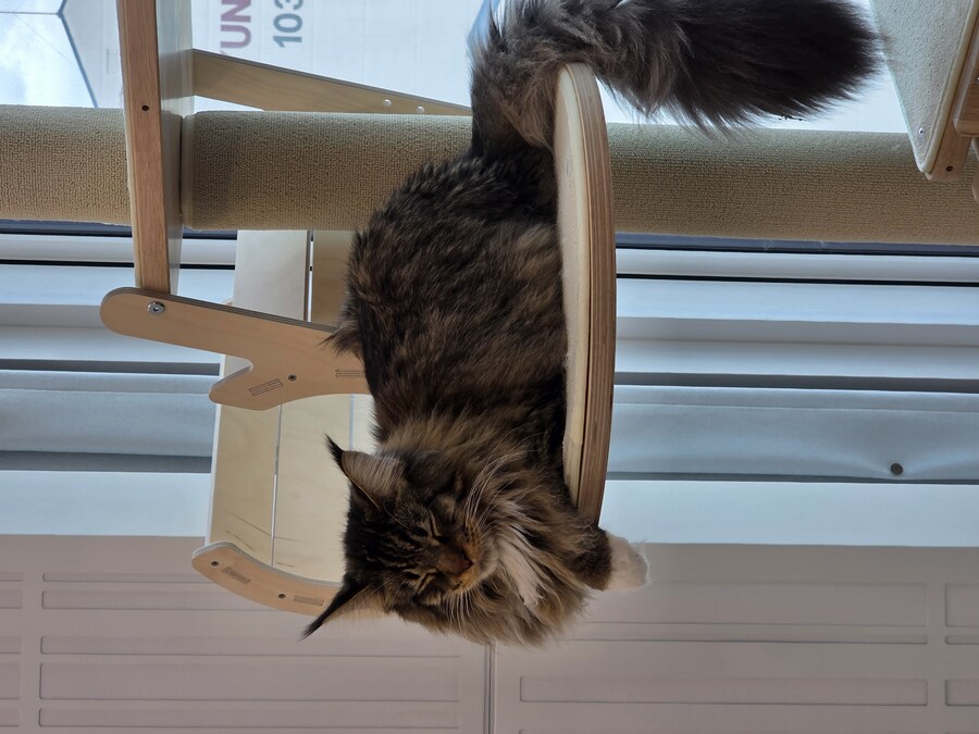 고양이 키우면 위험한 이유_8.jpg