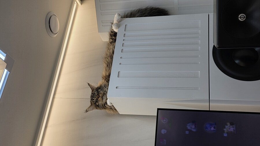 고양이 키우면 위험한 이유_11.jpg