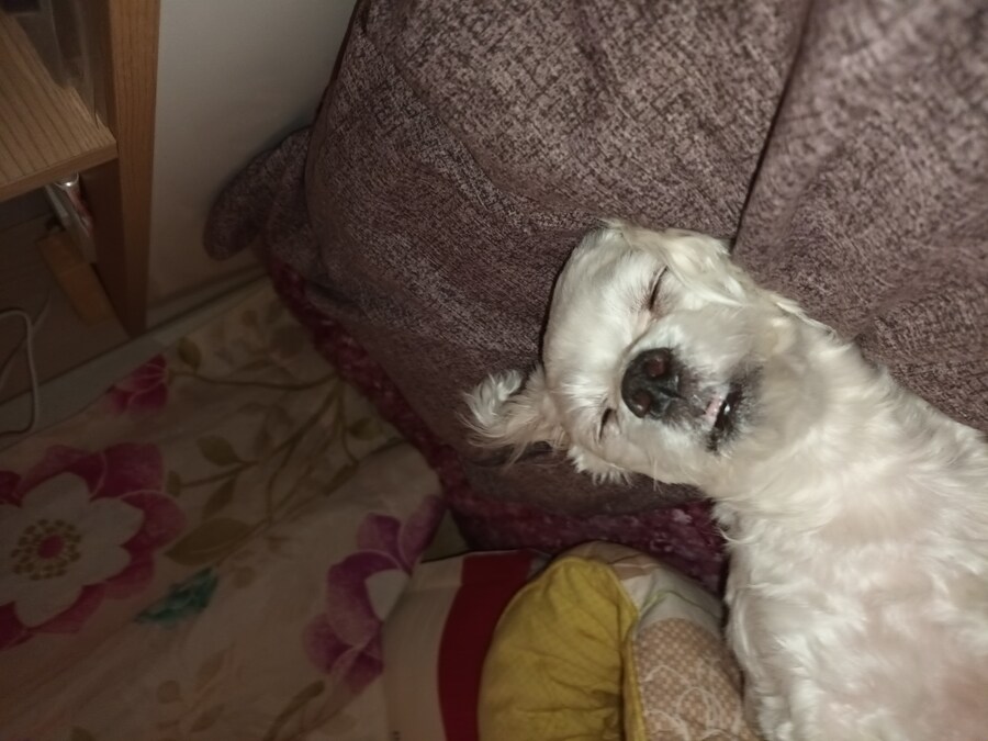 확실히 초복이라서 겁나 덥네 헥 헥 👅 👅_1.jpg