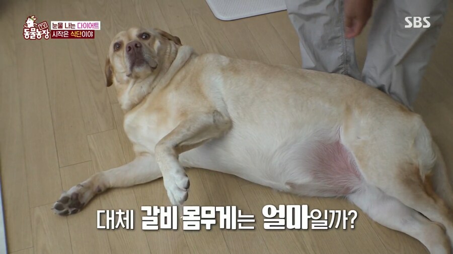 자기개 비만 아니라고 우기는 여주인..._2.png