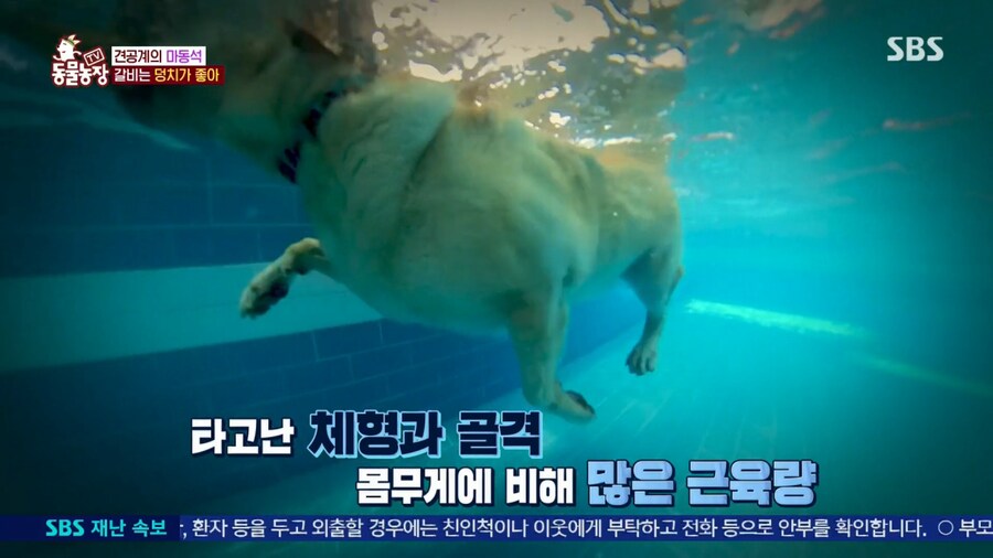 자기개 비만 아니라고 우기는 여주인..._16.png